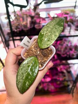 Hoya Verticillata Stardust