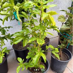 Passion fruit vine