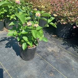 Pink Lantana 