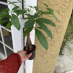 Money Tree Pachira Aquatica Plants