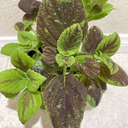 Colorful Coleus/ Coleus Plant