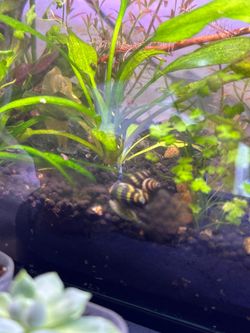 Assassin Tank Decor