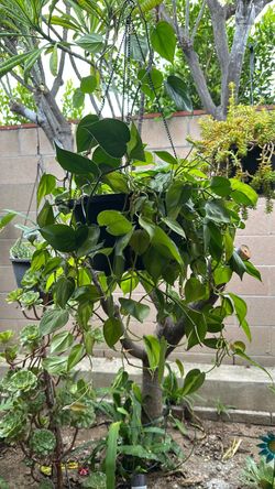 Corazones, Plantas