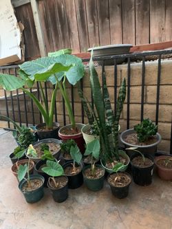 Plants from $3.00/// plantas tropicales  desde $3.00