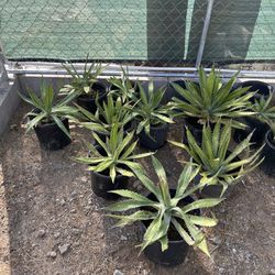 Agave Plants