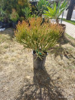 Fire Stick pencil tree plant