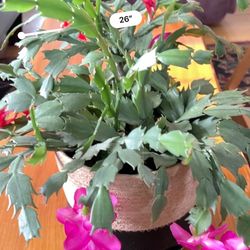 Live Potted Flowering Cactus Pink And Red Flowers 