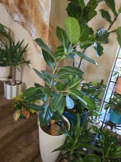 5ft 4in tall Ficus  Audrey plant in new 22in pot with polished stones