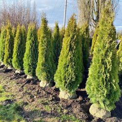 Privacy Trees Free Delivery 
