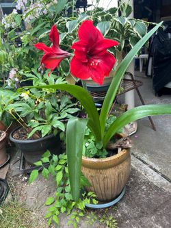 Mexican Lily Plant potted red flowers