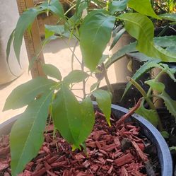 Matasanos: Zapote Dormilon Blanco