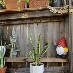 Indoor Mother-in-Law or Snake Plant