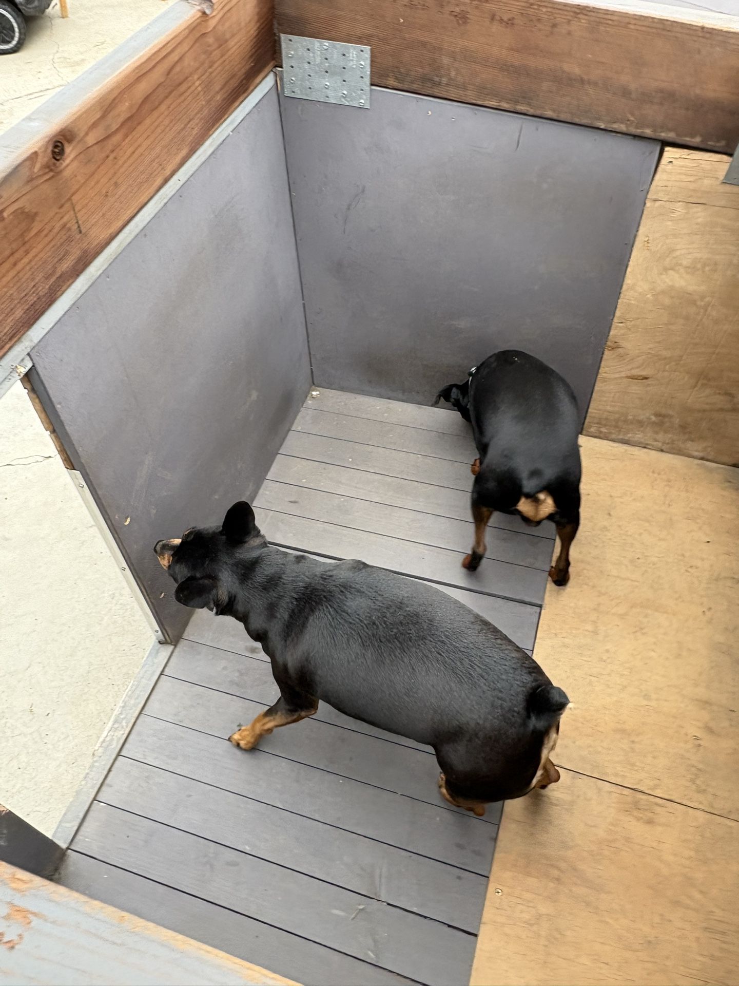 Dog House