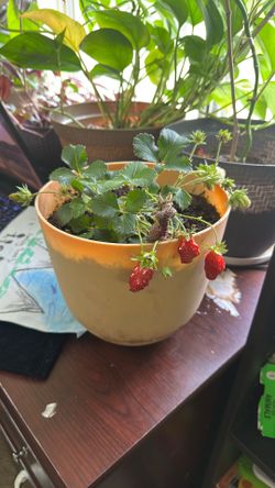 Strawberry Plant