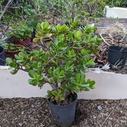 Jade plant - many to choose from