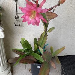 Pink And Red Epiphyllums 35$ /pot