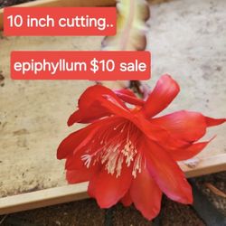 PLANT AND SUCCULENT SALE TODAY SATURDAY IN SAN LORENZO  FROM 1PM TO 5PM 