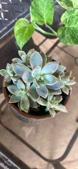 Graptopetalum “Ghost Plant”