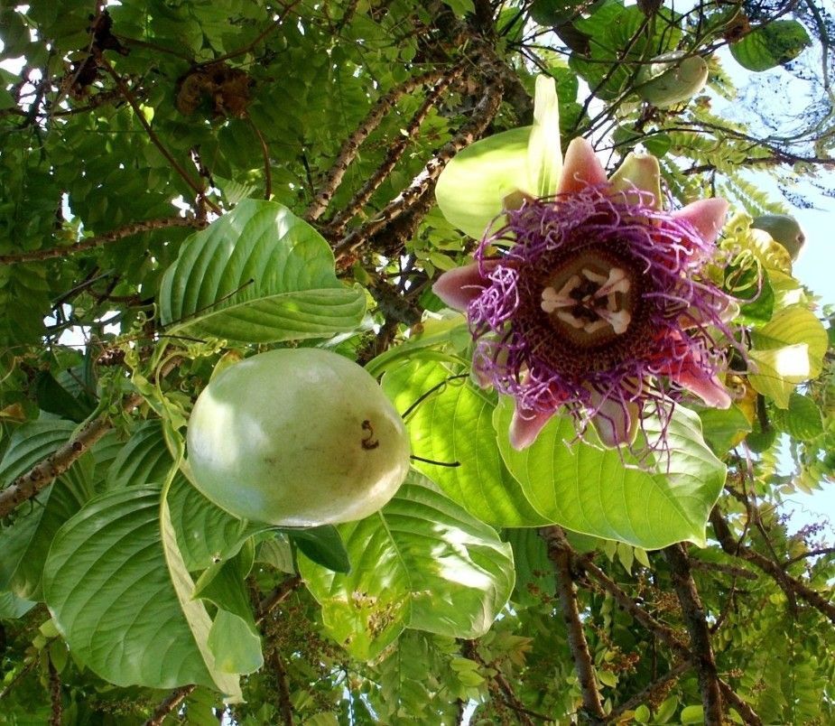 Giant Granadilla Barbadine Granadine Plants 3gal Plantas Badea Granadilla Gigante
