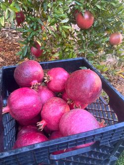 Pomegranates, $5/3