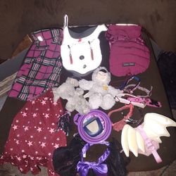 Dog Accessories 