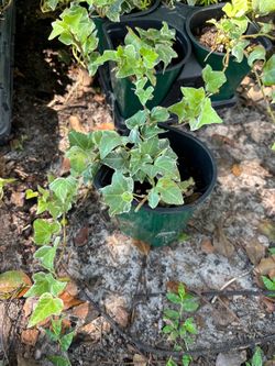 English ivy