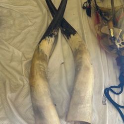 Bull horns