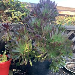 Beautiful Succulent Plant  Big.