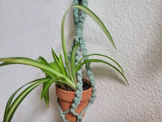 Nuevo macetero de macrame. Puedo entregar a domicilio