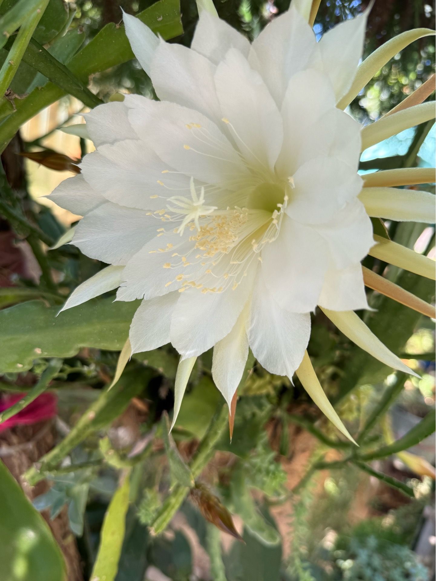White midnight cacti/ queen of the night cacti night fairy in 5 gallons pots, 5- gal-pots currently in bloom