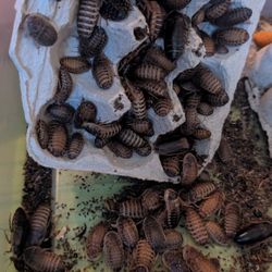 Dubia Roach Feeders