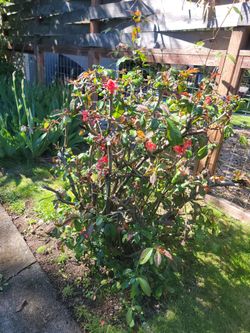 Flowering Quince