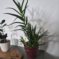 Climbing Aloe 