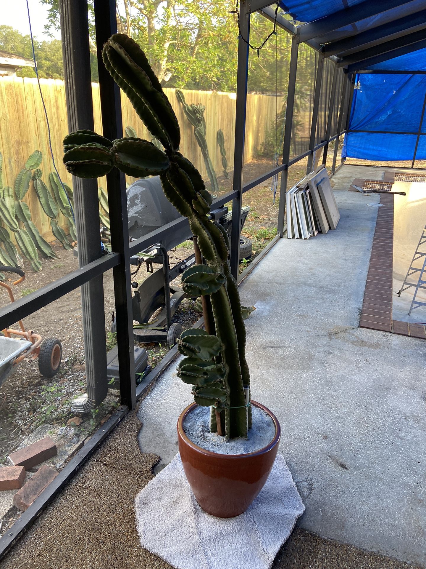 Night Blooming Cactus