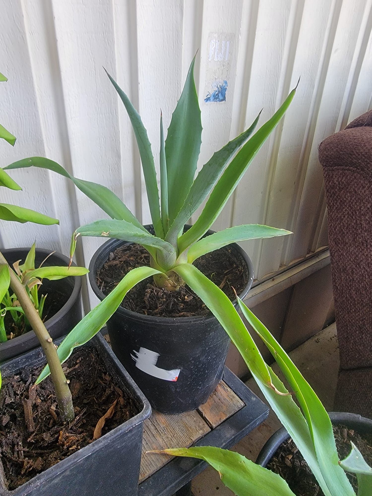 Smooth Agave Plant