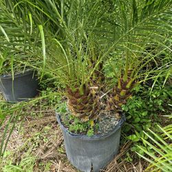 robelines robolines triple doubles  single  