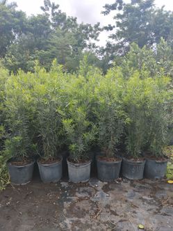 Maki Podocarpus hedges $19.00 4-4.5'ft