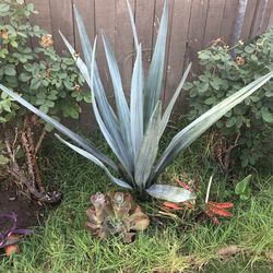 Agave Plant 