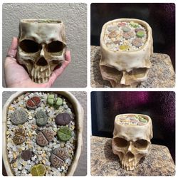 Lithops & Skull Pot