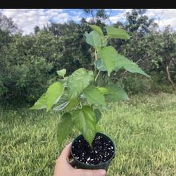 1 Gallon 2 Feet BlackBerry Fully Rooted Plant