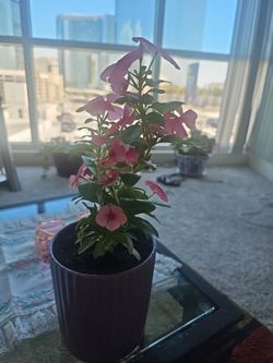 15 dollars beautiful flowers