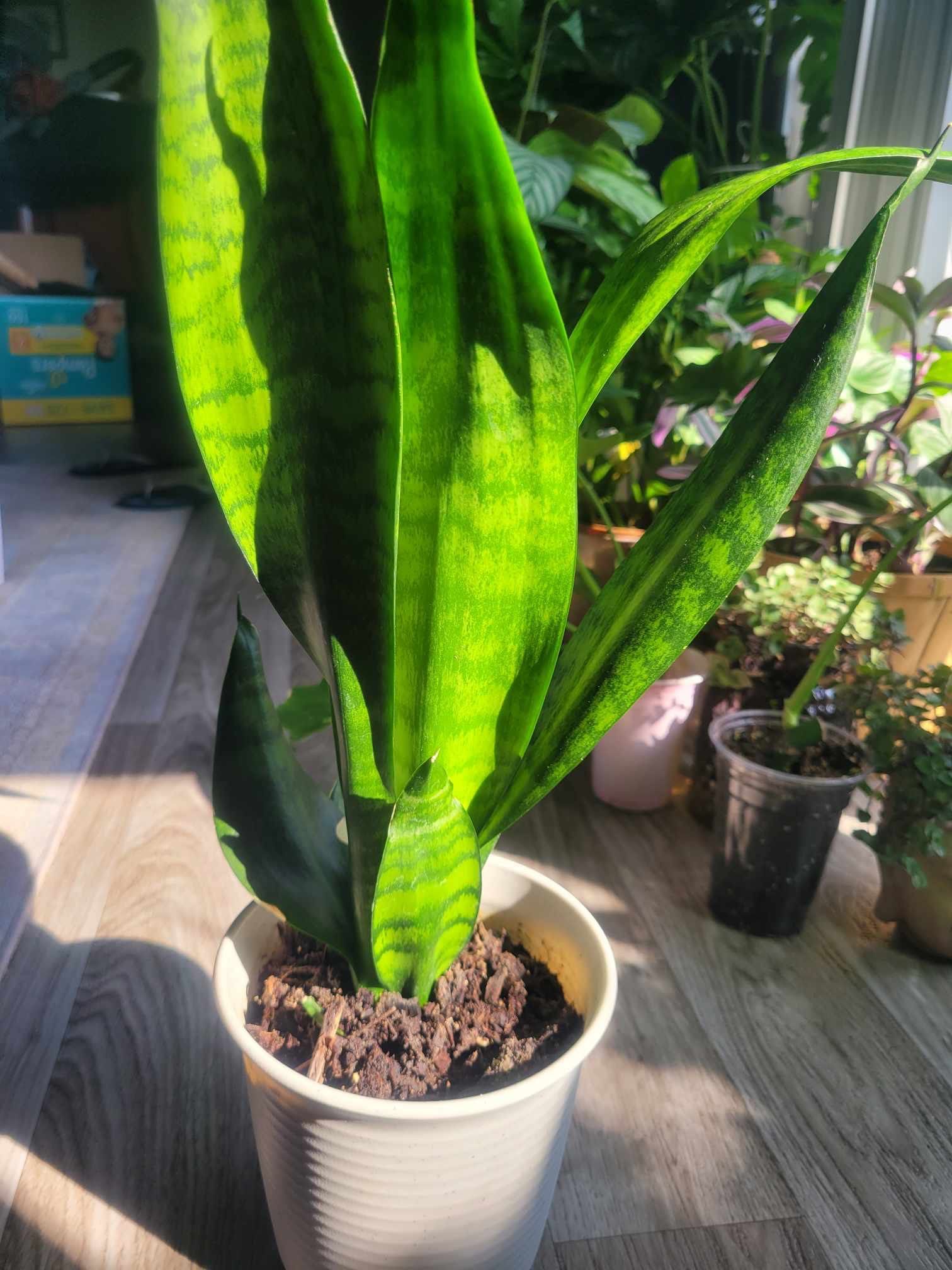 Snake Plant For Indoor Outdoor Plant