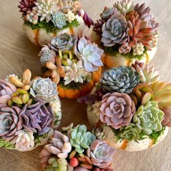 Succulent Pumpkins 