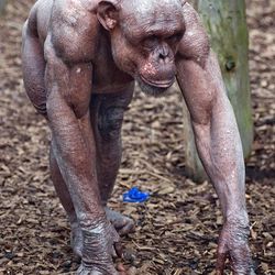 Big And Stlong Jecked Monkey I Mean Chimpantzeebra For Sale For Very Cheap And It Usar El Steriods That U Will Be Eble To Buy For Then Do https://offe