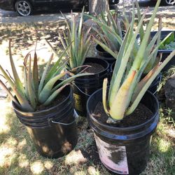 ALOE VERA  / SÁBILA 