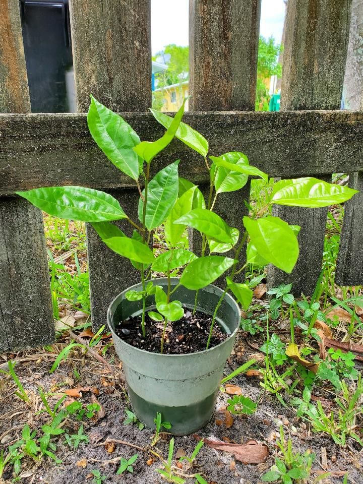 Purple passionfruit plant