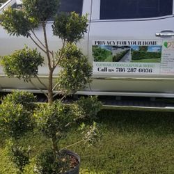 Topiary Tree Cones Spirals Balls  Pompoms 