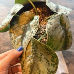 🌱 Scindapsus Picture Exotica 💜 