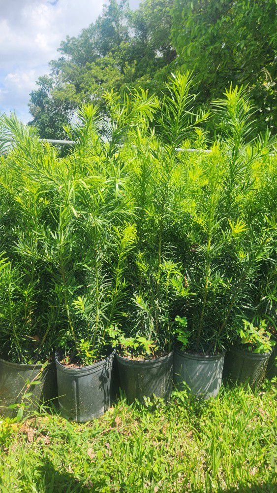 Podocarpus Plants For Privacy !!! About 3.5 Feet Tall!!! Fertilized 