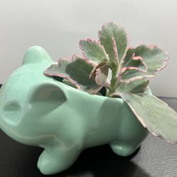 Cute Pokémon Bulbasaur Ceramic Flowerpot - Glazed Pottery for Succulent